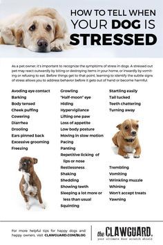 Grooming Business, Dog Body Language, Dog Grooming Business, Dog Language