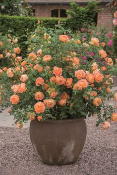 a large potted plant with orange flowers in the middle of a gravel ground area