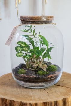 a glass jar filled with plants on top of a wooden table