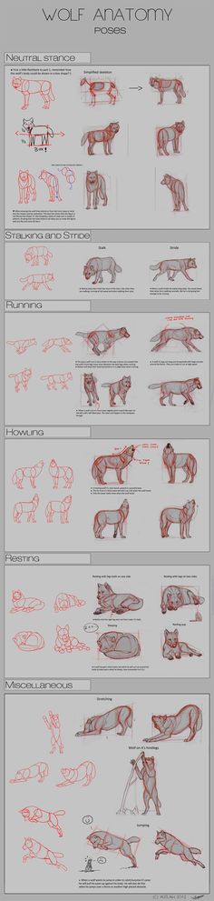 an info sheet showing how to draw wolf anatomy