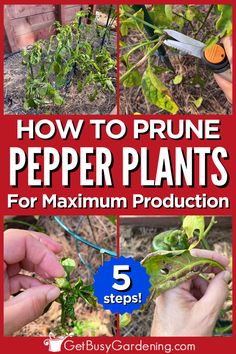 how to prune pepper plants for maximum production in 5 steps - get busy gardening