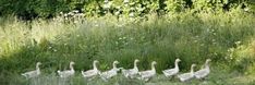 a flock of geese walking through tall grass