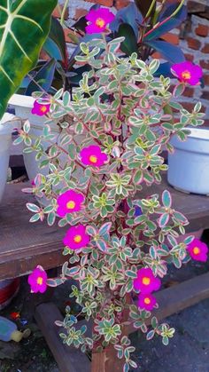 purple flowers are blooming in pots on a table