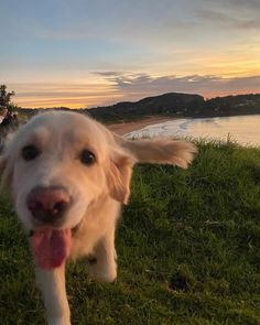 a dog is walking in the grass with its tongue hanging out