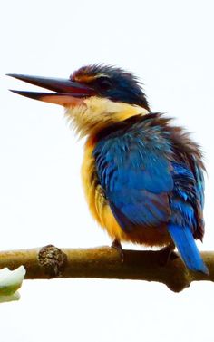 a colorful bird sitting on top of a tree branch