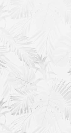 an abstract white background with palm leaves on the left and right side, as well as light gray foliage on the right