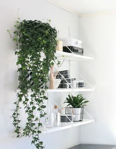 some plants are growing on shelves in a room