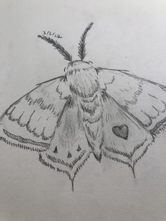 a drawing of a moth on paper