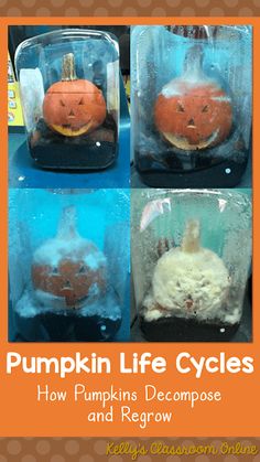 pumpkin life cycles in plastic bags with the words how pumpkins decompose and regrow