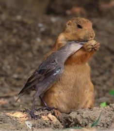 a rodent eating something in its mouth while sitting on top of a dirt ground