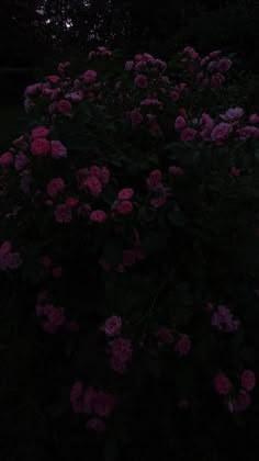 Эстетика Dark Flower Background, Dark Flower Aesthetic, Night Landscape Photography, Wallpaper Tumblr Lockscreen, Dark Forest Aesthetic, Pretty Wallpapers Tumblr, Gothic Wallpaper, Vintage Flowers Wallpaper, Sky Photography Nature