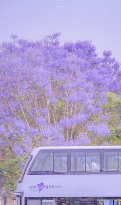 a double decker bus is parked in front of a tree with purple flowers on it