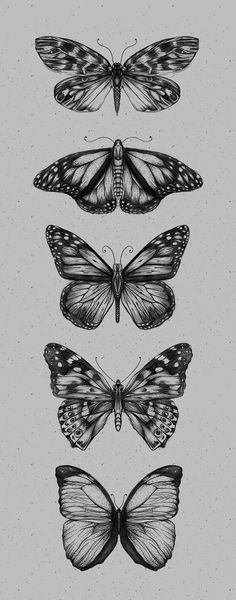 four butterflies in different stages of flight, each with wings spread out to the side