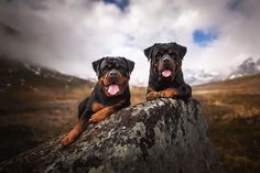 two black and brown dogs sitting on top of a rock