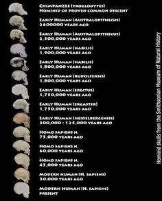 an image of the human skull chart with different skulls on it's back side