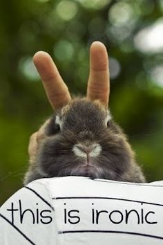 a rabbit is holding its head up to the camera