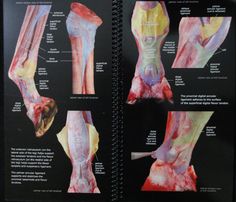 an open book with pictures of different types of bones and tendors on it's cover