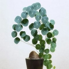 a potted plant with green leaves in it