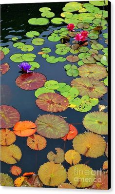 water lilies are floating in the pond with chinese writing