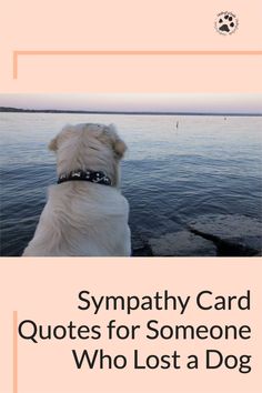 a white dog sitting on top of a beach next to the ocean with text that reads sympathy card quotes for someone who lost a dog