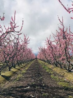 Fresno County Blossom Trail Fresno California Aesthetic, Fresno California Things To Do, Occidental California, Humboldt County California, Fresno County, San Bernardino County