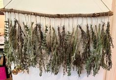 dried herbs hanging from a wall in a room with other items on the wall behind it