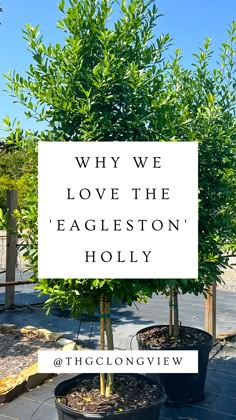 two potted trees with the words why we love the eagleston's holly