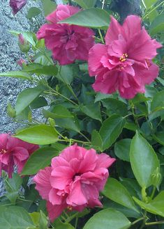 pink flowers are blooming in front of a stone wall with green leaves on it