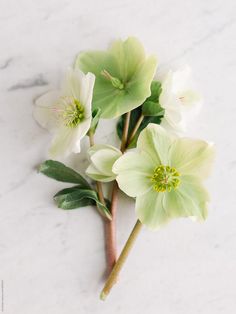 three white flowers with green leaves on a marble surface