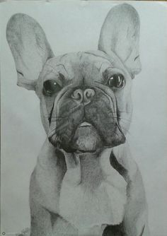 a pencil drawing of a dog with big ears