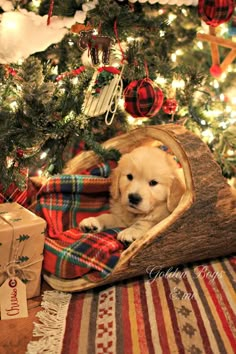 a dog laying in a basket under a christmas tree