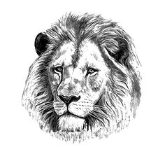 beautiful lion head drawing Lion Head Drawing, Lion Face Drawing, Drawing Mixed Media, Lion Portrait, Beautiful Lion, Lions Head, Portrait Sketch