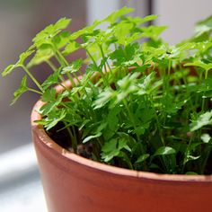 a potted plant sitting on top of a window sill filled with green plants