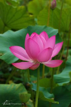 a pink lotus flower is blooming among green leaves