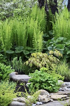 a garden with rocks and plants in the foreground, surrounded by tall green trees