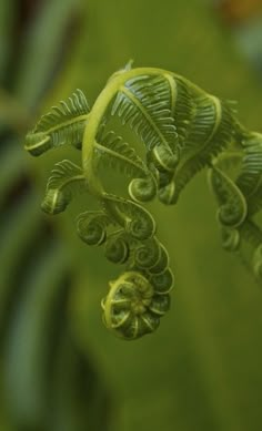 a close up view of some green leaves