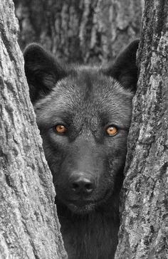 a black dog peeking out from between two trees