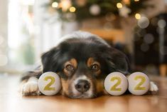 a dog laying on the floor with two numbered balls in front of him