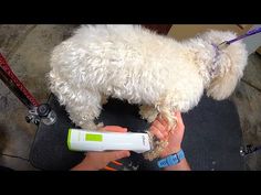 a small white dog standing on top of a floor next to a person holding a hair dryer