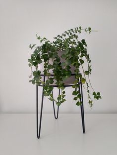 a potted plant sitting on top of a metal stand