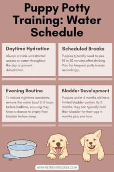 the puppy potty training water schedule is shown in this graphic above it's description