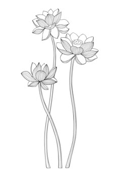 three water lilies are shown in this black and white drawing, with one flower on the