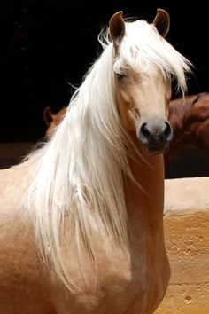 a brown horse with white hair standing next to another horse