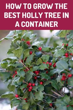 holly tree with red berries and green leaves in the foreground text reads how to grow the best holly tree in a container