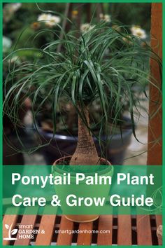 The Ponytail Palm is a stunning indoor plant that requires minimal care. It grows well in bright, indirect light and doesn’t need frequent watering. This slow-growing plant can thrive for decades, making it an excellent choice for any home. Learn more with Smart Garden and Home.