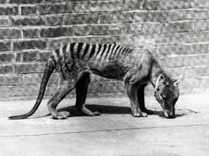 a striped hyena eating something off the ground in front of a brick wall