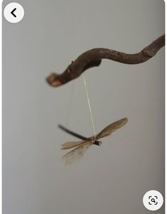 an insect is hanging upside down from a branch with a string attached to it's back end