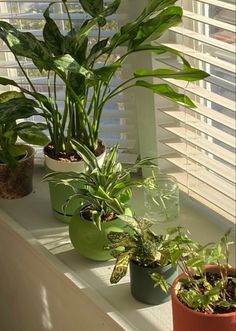 some plants are sitting on a window sill