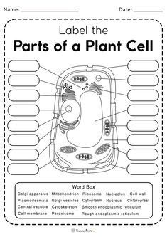 label the parts of a plant cell worksheet with labels for plants and flowers