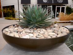 a large potted plant sitting on top of a rock covered ground next to a building